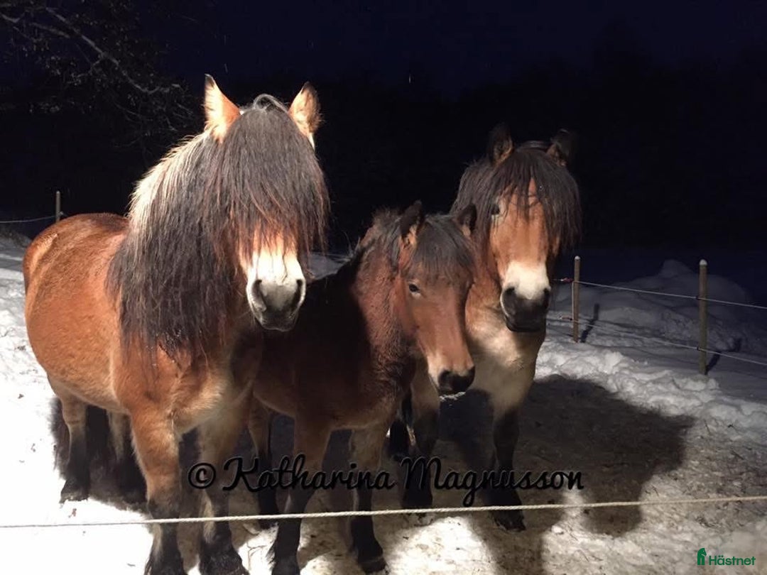 Körning hästar till salu: Dräktigt Elitsto samt Pigall 7 mån i Lilla Edet - Annons 19