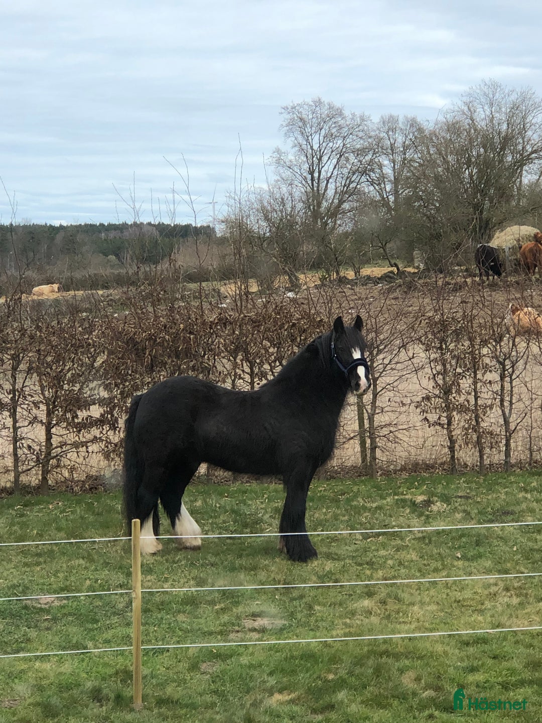 Sällskap hästar till salu: Världens bästa sällskapshäst i Kristianstad - Annons 8