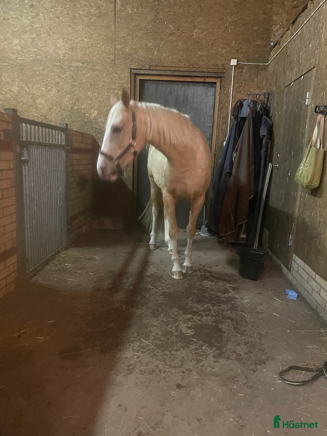 Allround hästar sökes: Söker ponny/häst - Annons 2