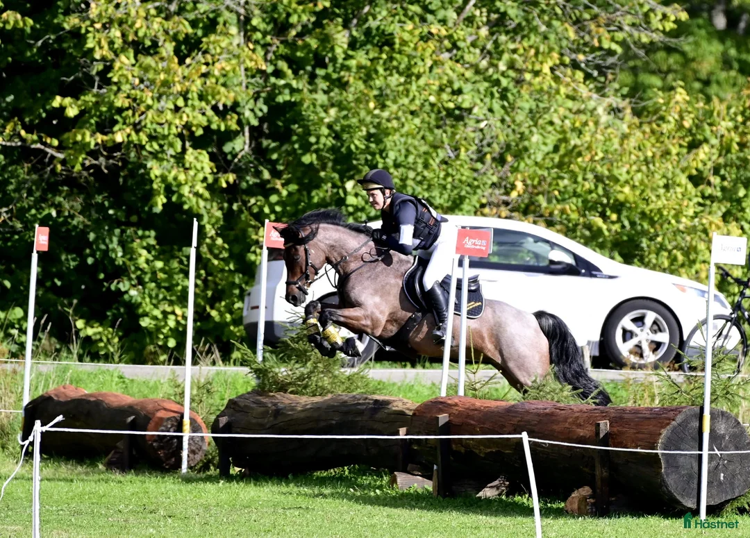 Allround hästar sökes: Trygg ponny som gillar omväxling! Sökes - Annons 1