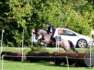 hästar Trygg ponny som gillar omväxling! Sökes - Annons 7