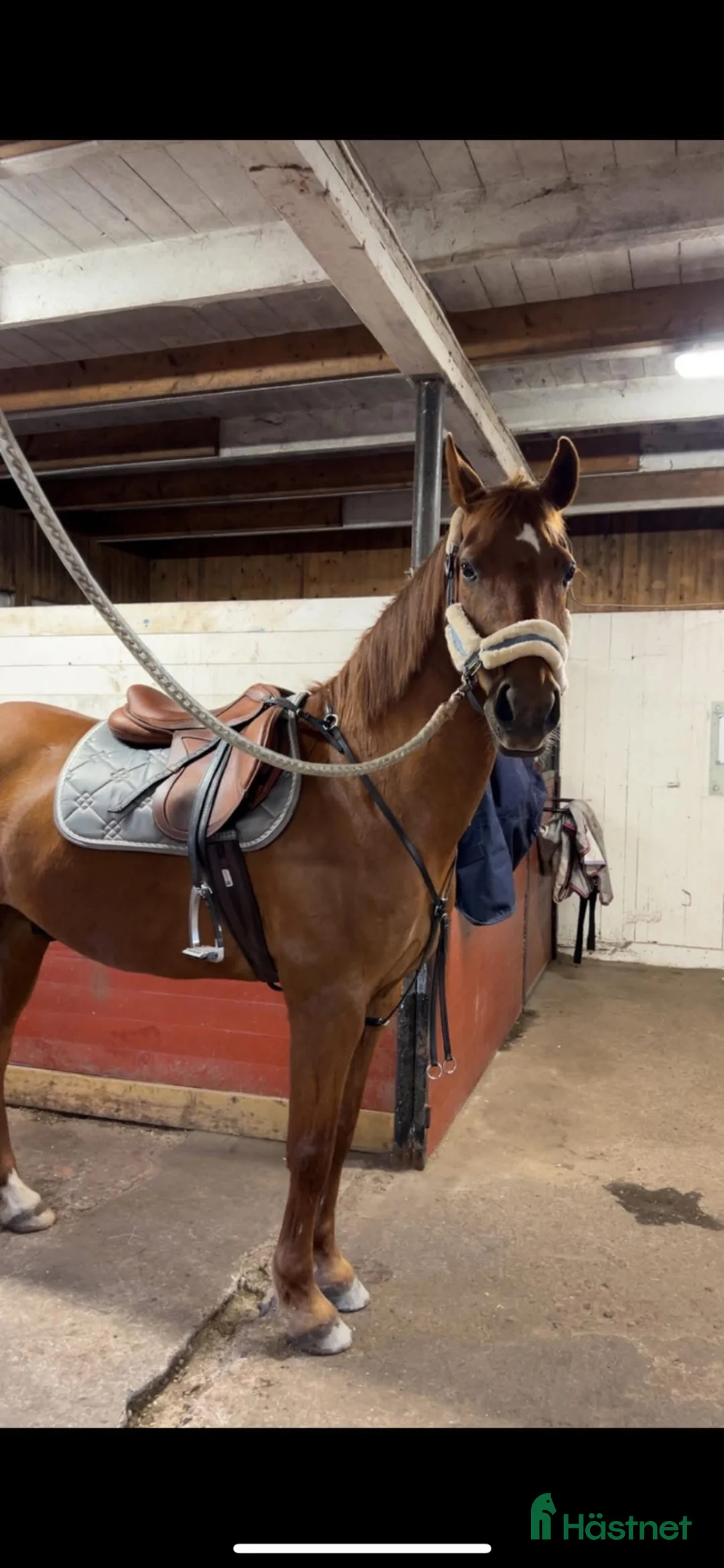 Allround hästar till salu: Halvblod/Arab säljes alt bytes.  i Köpingsvik - Annons 1