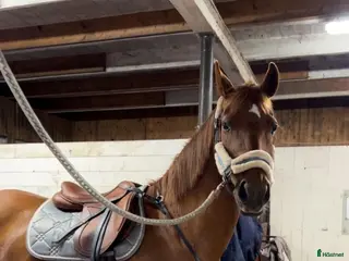 hästar Halvblod/Arab säljes alt bytes. - Annons 13