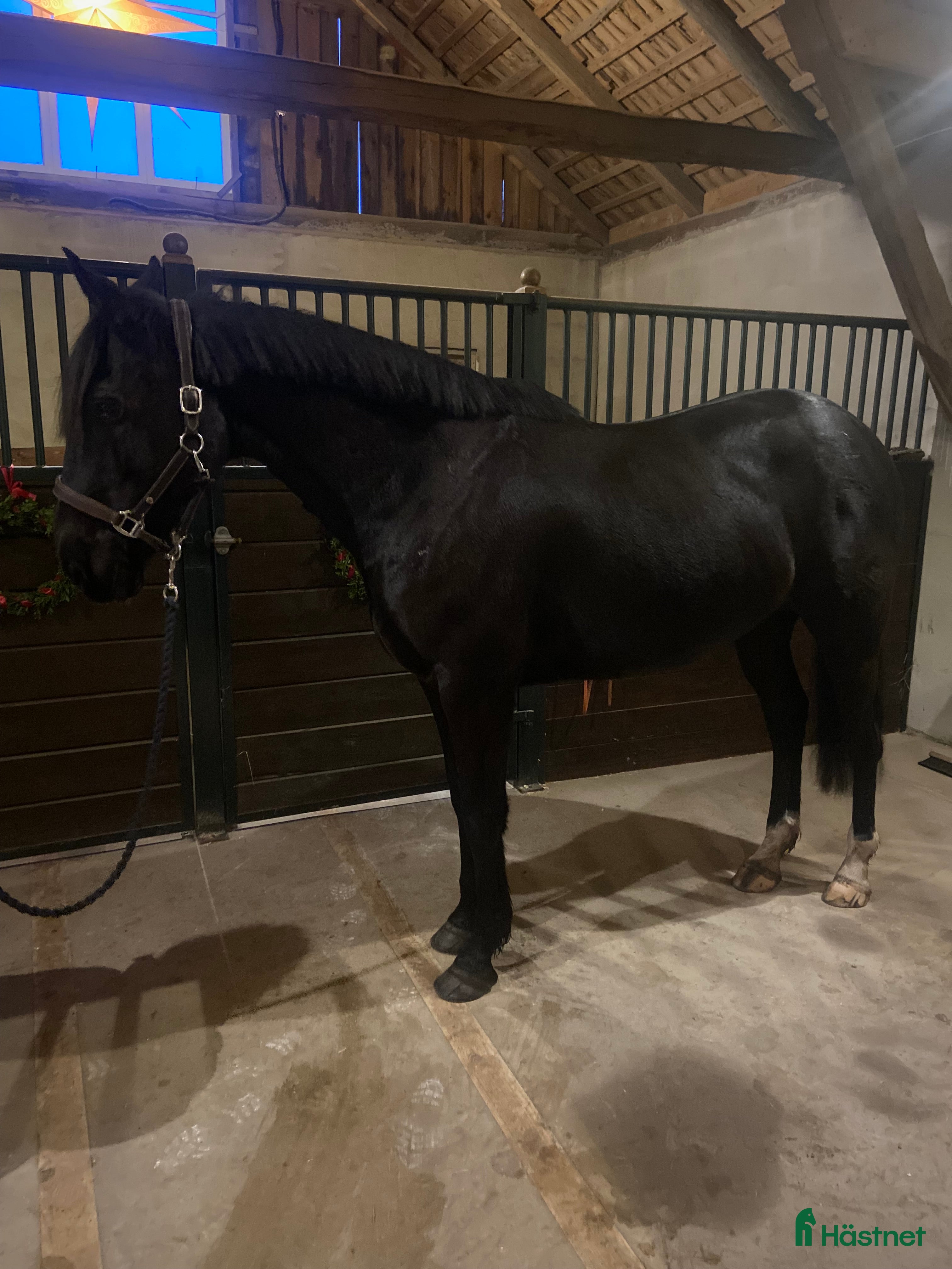  hästar Projekt irländsk sporthäst  - Annons 1