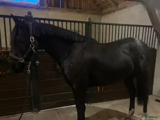 hästar Projekt irländsk sporthäst - Annons 1