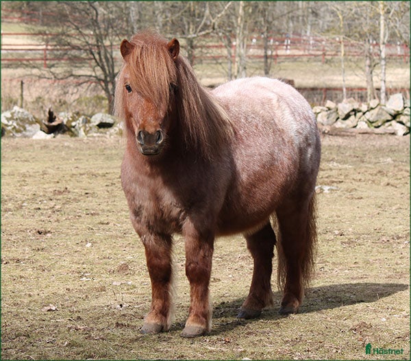  hästar Trevlig Shetlandsvalack - Annons 5
