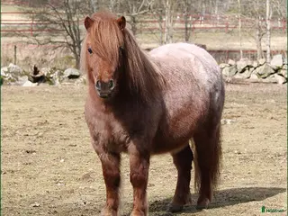 hästar Trevlig Shetlandsvalack - Annons 5