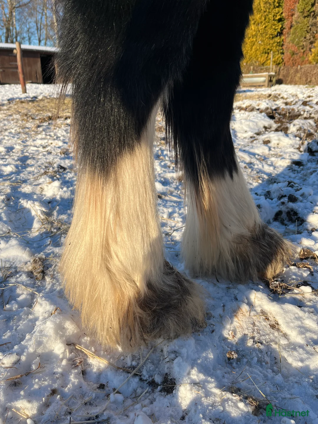 Allround hästar till salu: Tinker hingste plag  - Annons 6