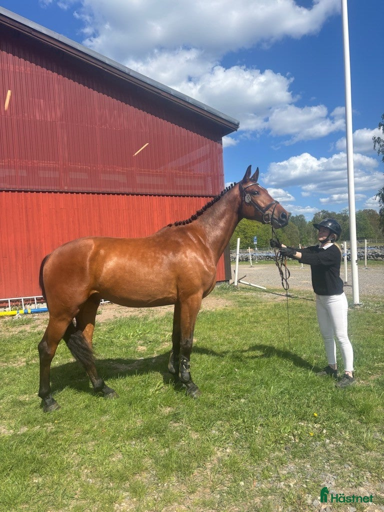  hästar Hoppvalack KLASS 1 - Annons 1