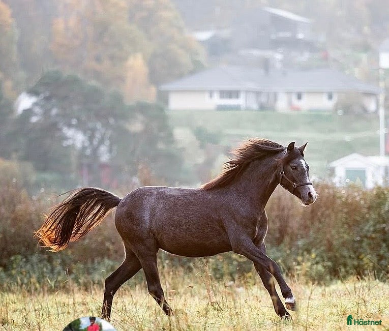  hästar Welshponny sec B sto 3 år - Annons 14