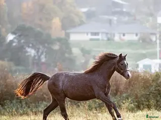 hästar Welshponny sec B sto 3 år - Annons 14