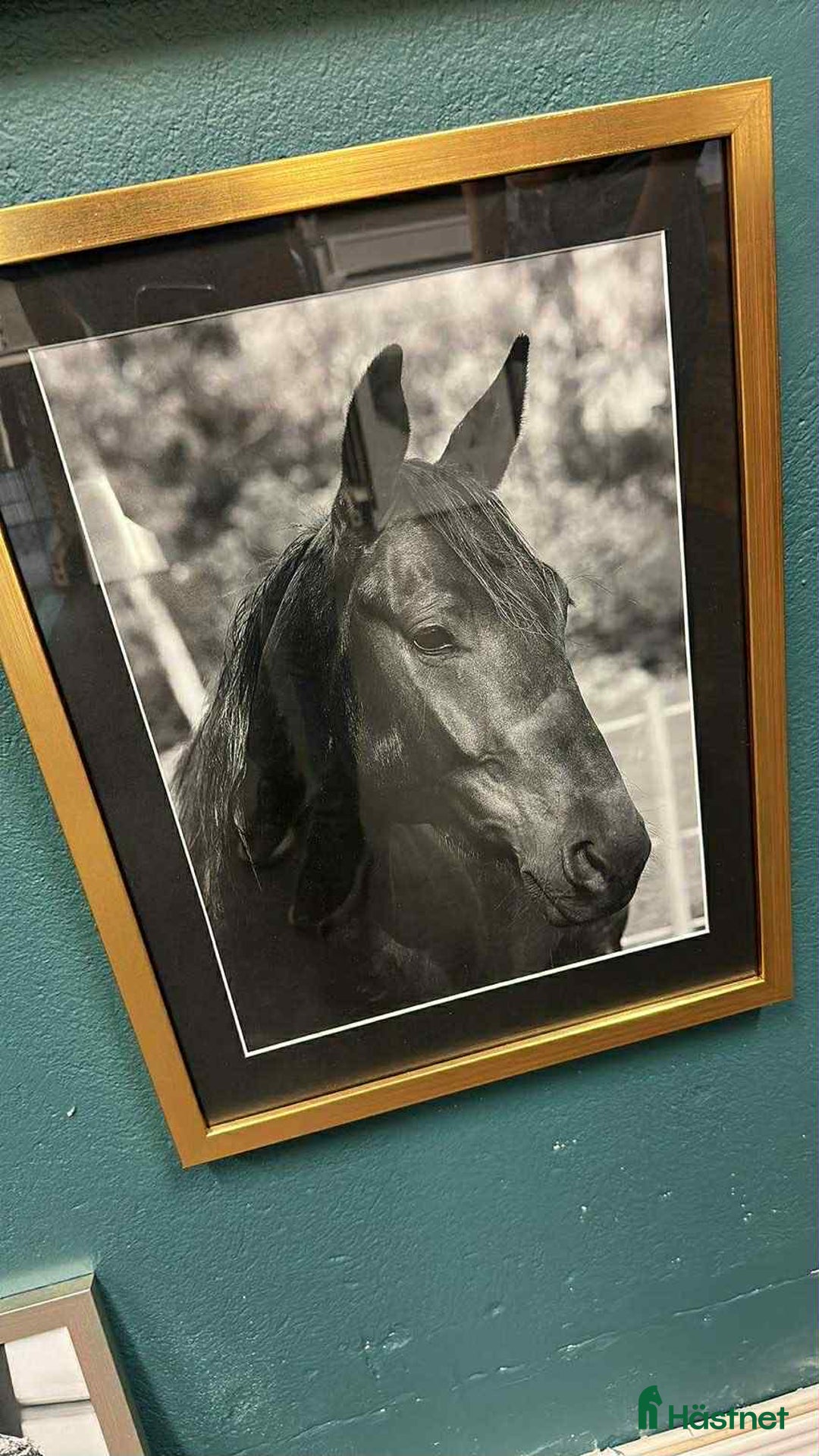 Allround hästar till salu: Mysig varmblodskille med stort hjärta. i Karlshamn - Annons 11