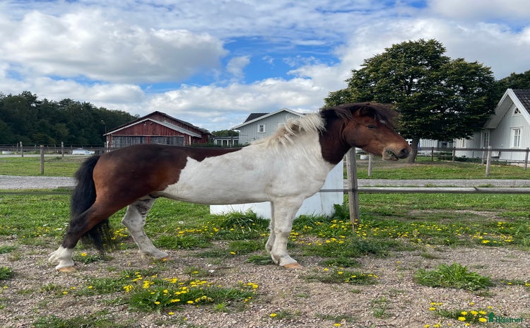  hästar i Nossebro - Annons 3