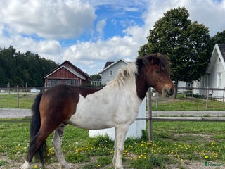 hästar i Nossebro - Annons 2