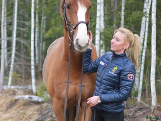 hästservice Träning/försäljning☀️ i Krylbo - Annons 21