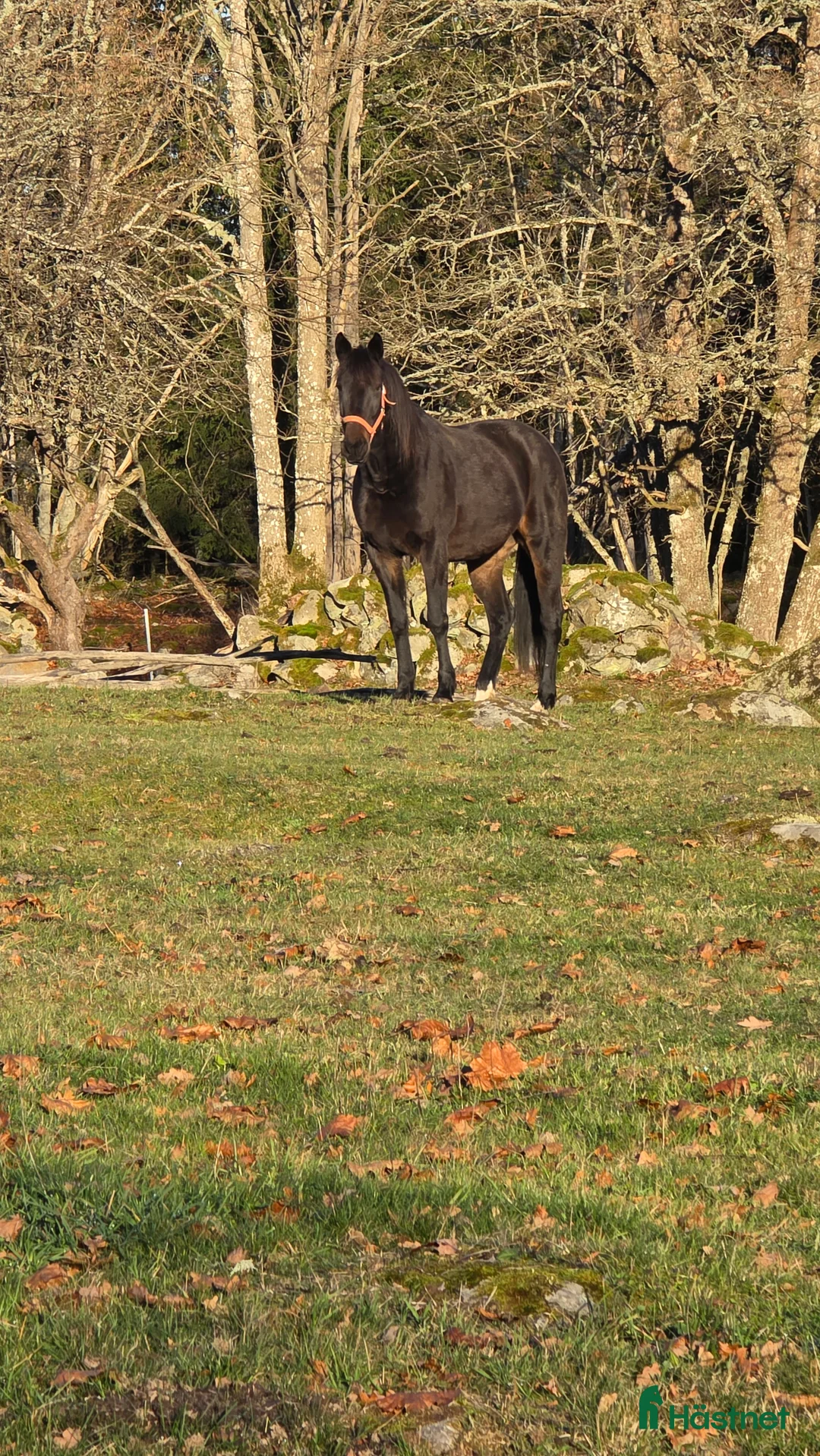 Allround hästar till salu: Fint varmblods sto - Annons 2