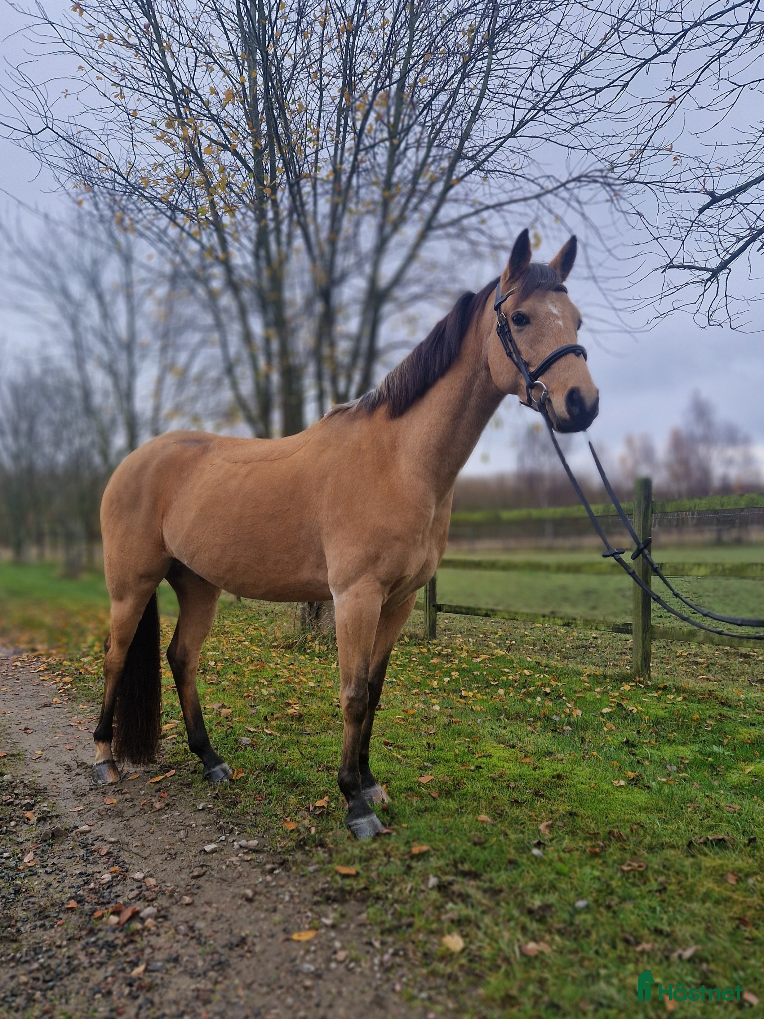  hästar En ponny i lyxförpackning ✨️ i Eslöv - Annons 14