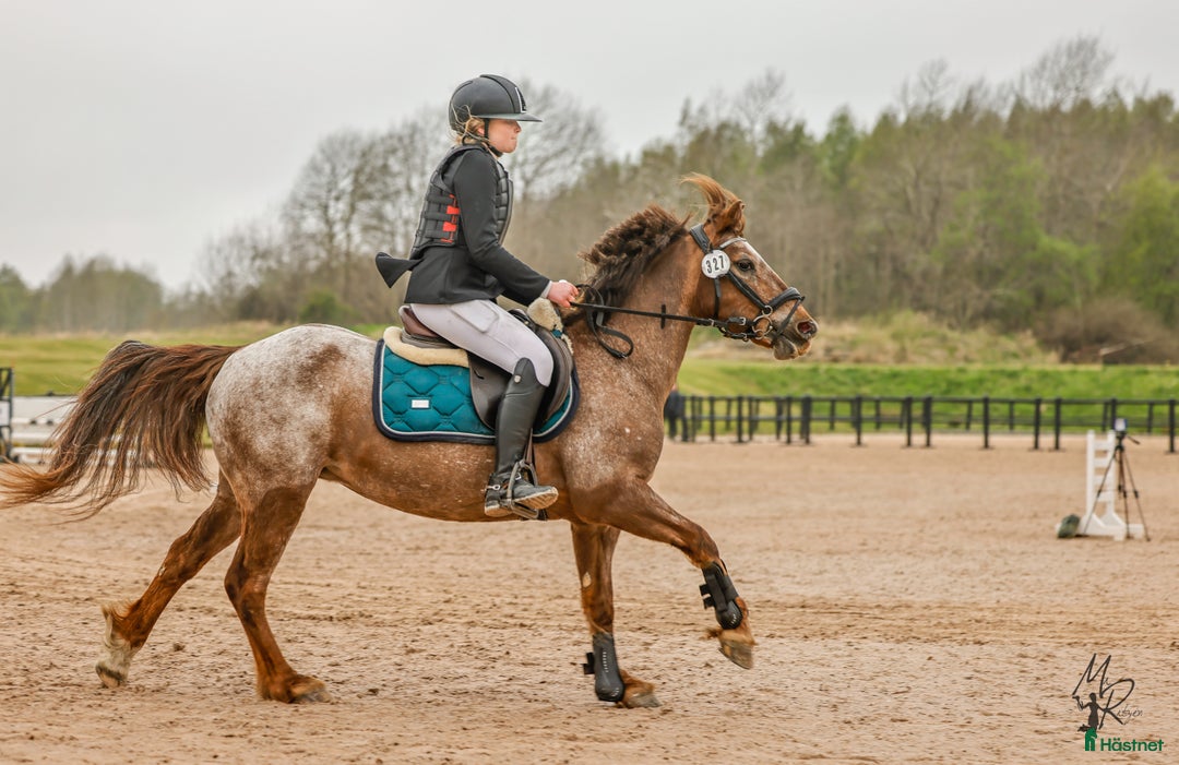 Hoppning hästar till salu: Världens Bästa Ponny i Skepplanda - Annons 10