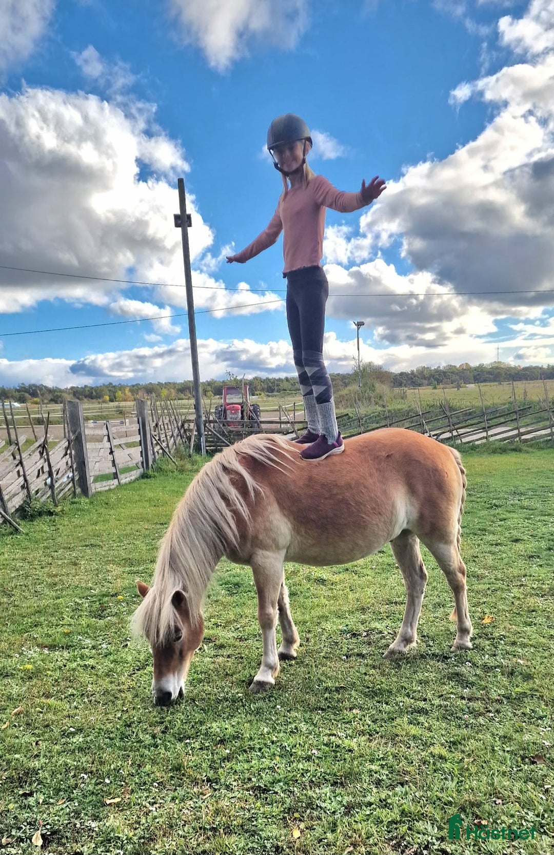 Allround hästar till salu: Vackert gotlandsruss med ett hjärta av guld i Visby - Annons 7