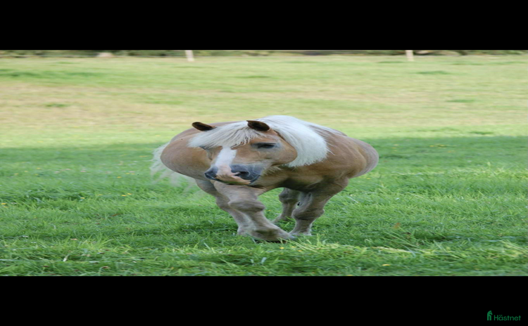  hästar i Bankeryd - Annons 8