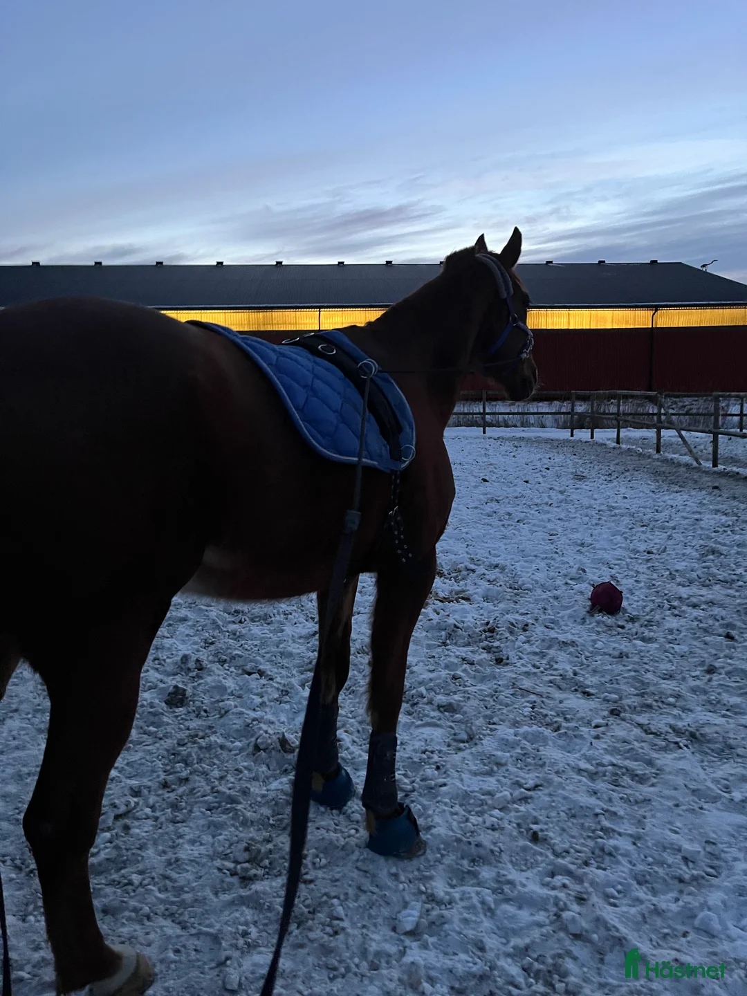 Allround hästar till salu: Fin ridtravare med stor potential💫 i Höviksnäs - Annons 5