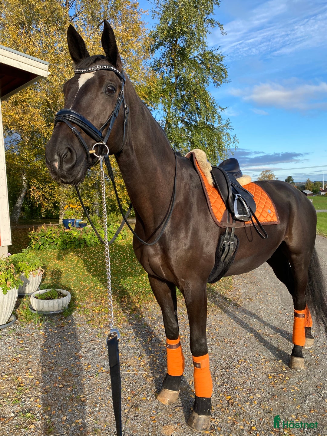 Dressyr hästar till salu: En häst med hjärta av guld söker sin nya bästa vän - Annons 5