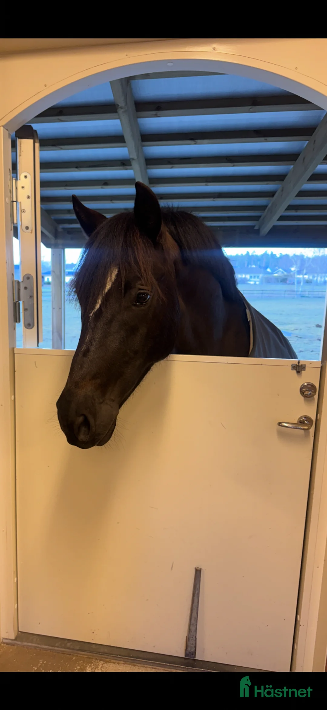 Allround hästar till salu: Valack söker bästa vän för skogsridning/roligheter i Jämjö - Annons 4