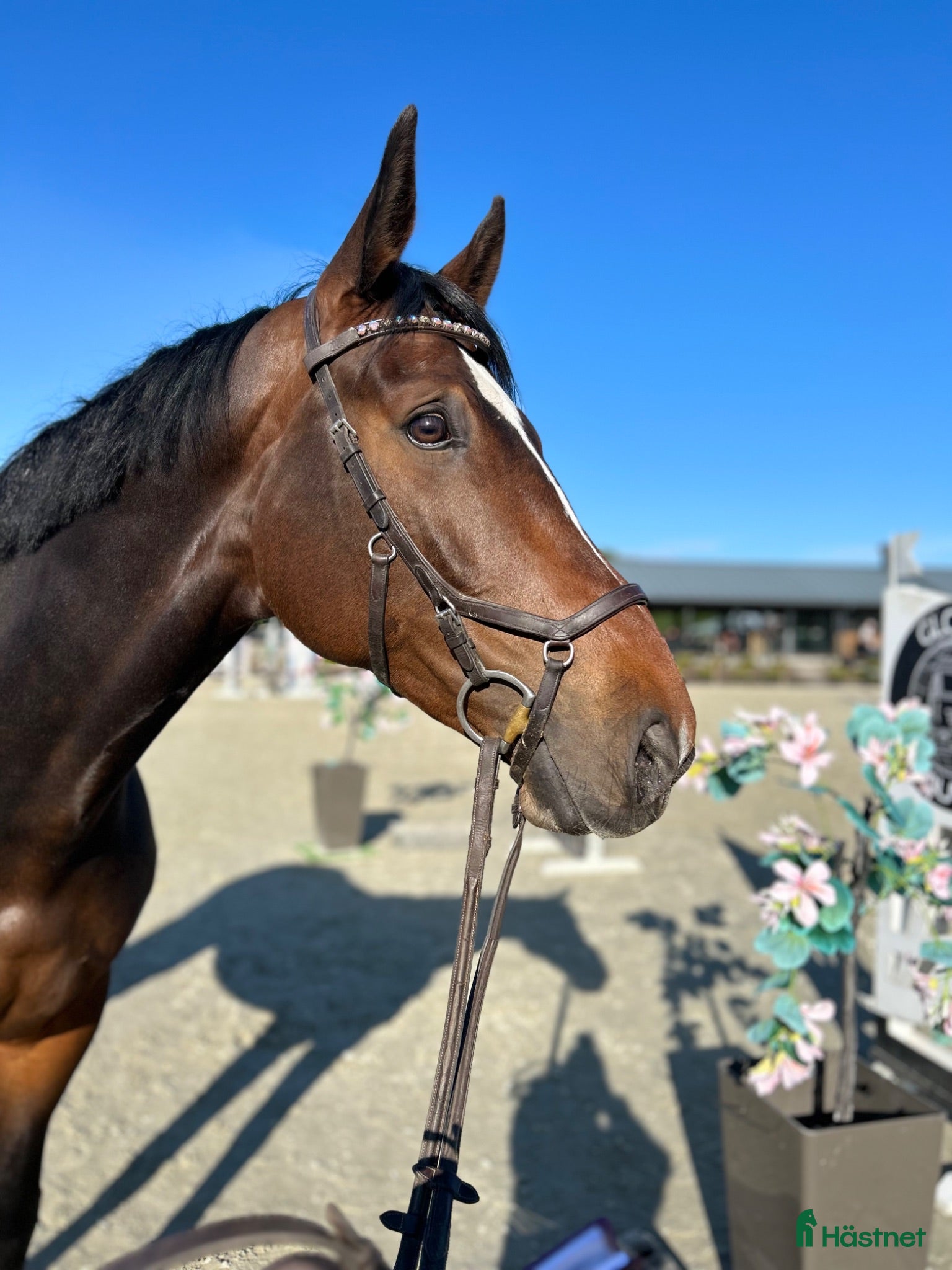 Hoppning hästar till salu: Världens mest underbara häst 💫 - Annons 1