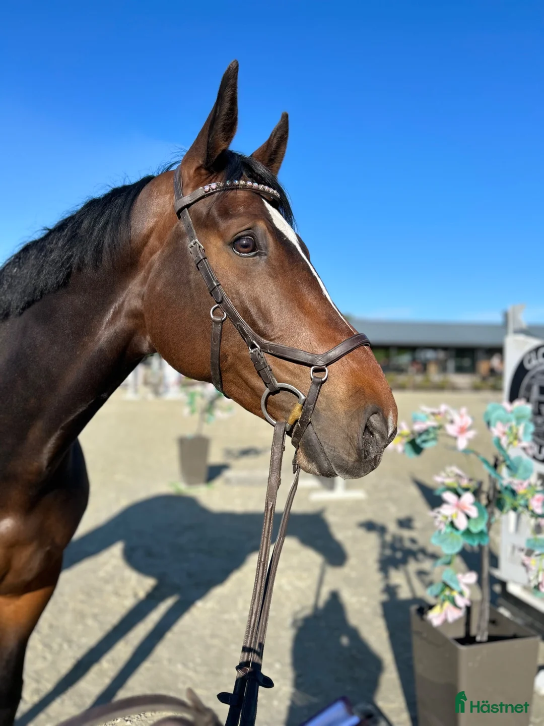 Hoppning hästar till salu: Världens mest underbara häst 💫 - Annons 1