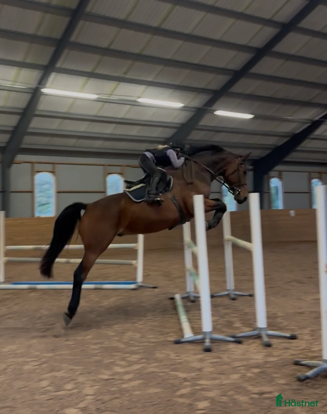 Hoppning hästar till salu: Fantastisk trevlig hoppvalack, ny film igen! - Annons 9