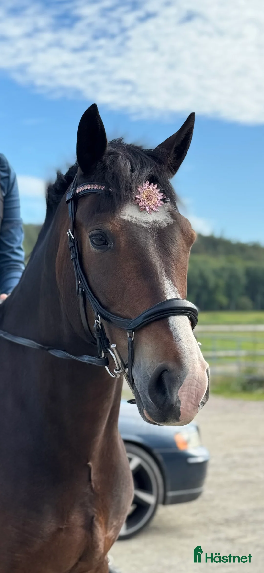 Allround hästar till salu: Charmig C-ponny söker sin nya familj i Hålta - Annons 3