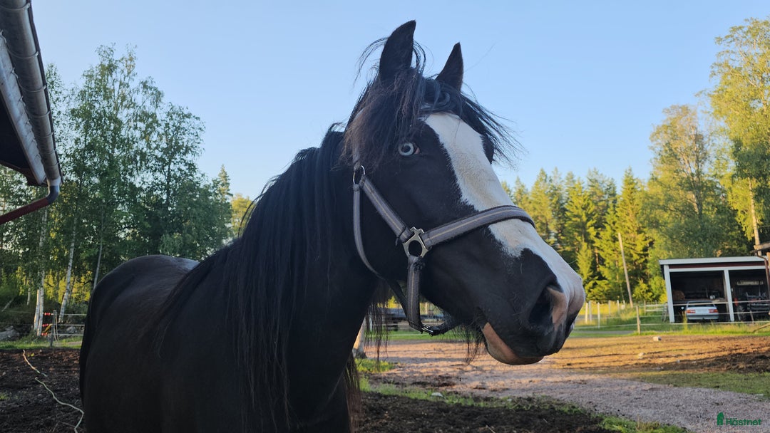 Allround hästar till salu: Vackraste tjejen i Kungsgården - Annons 4