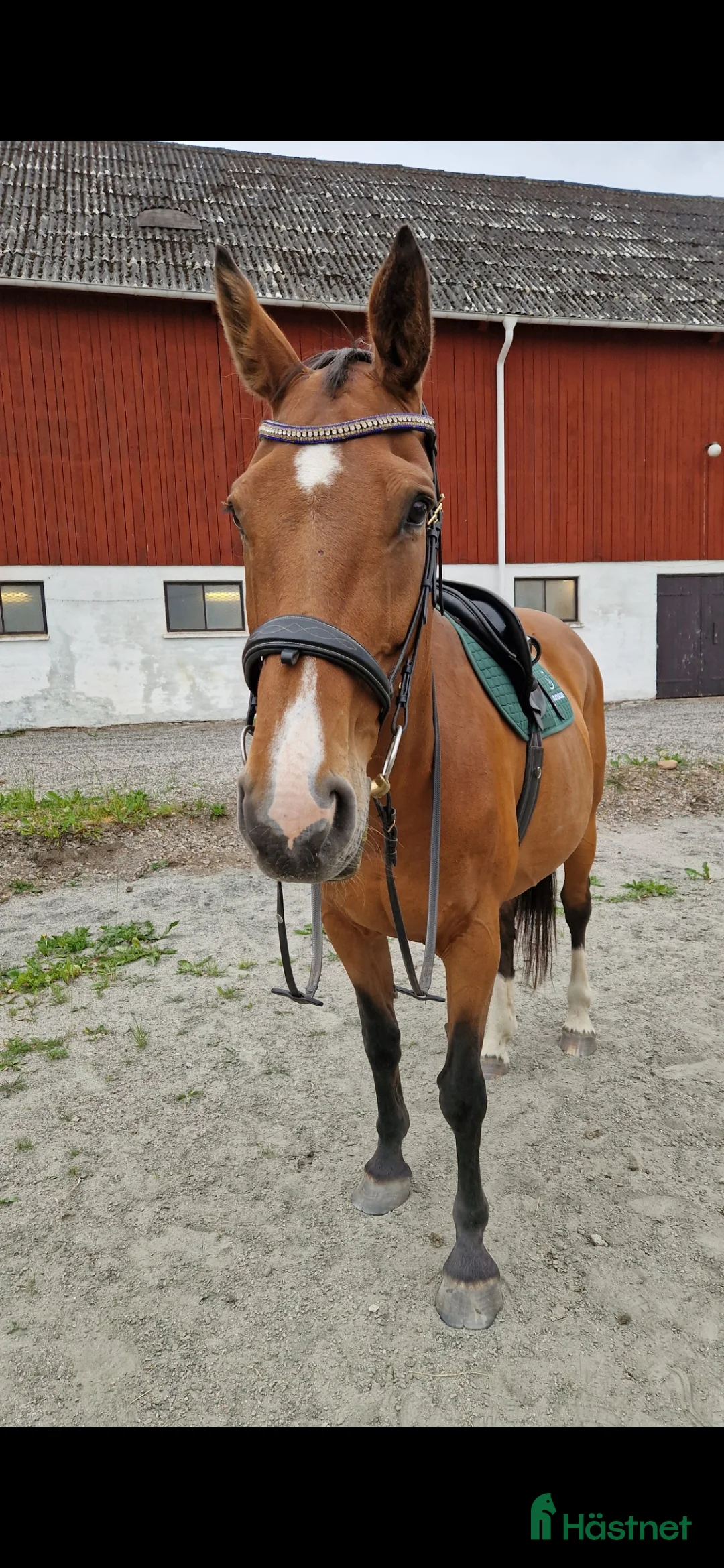 Sällskap hästar till salu: Vackert sto plot blue - jacardo säljes /bytes - Annons 4