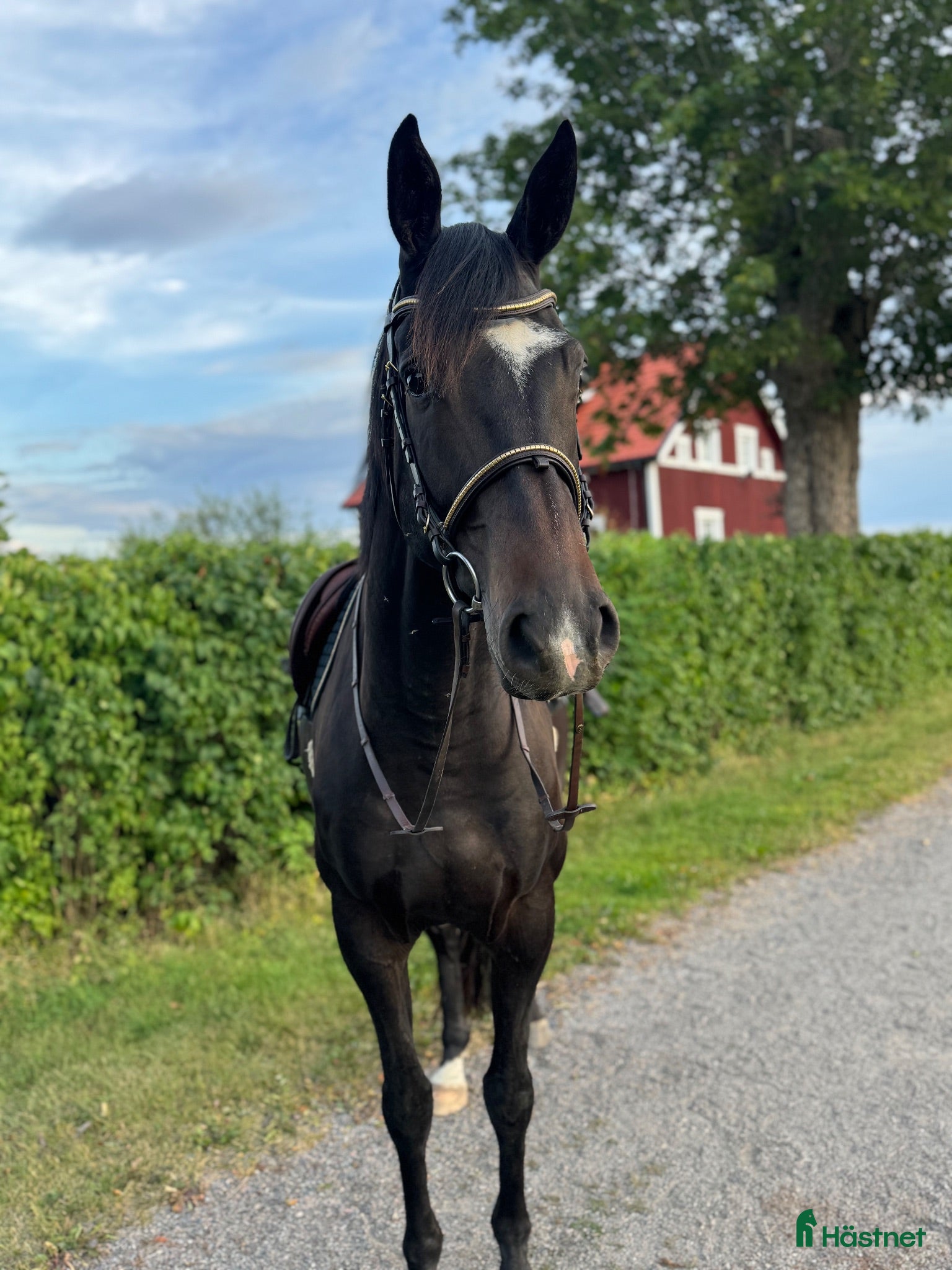 Fälttävlan hästar till salu: Lovande unghäst 🌟 - Annons 1