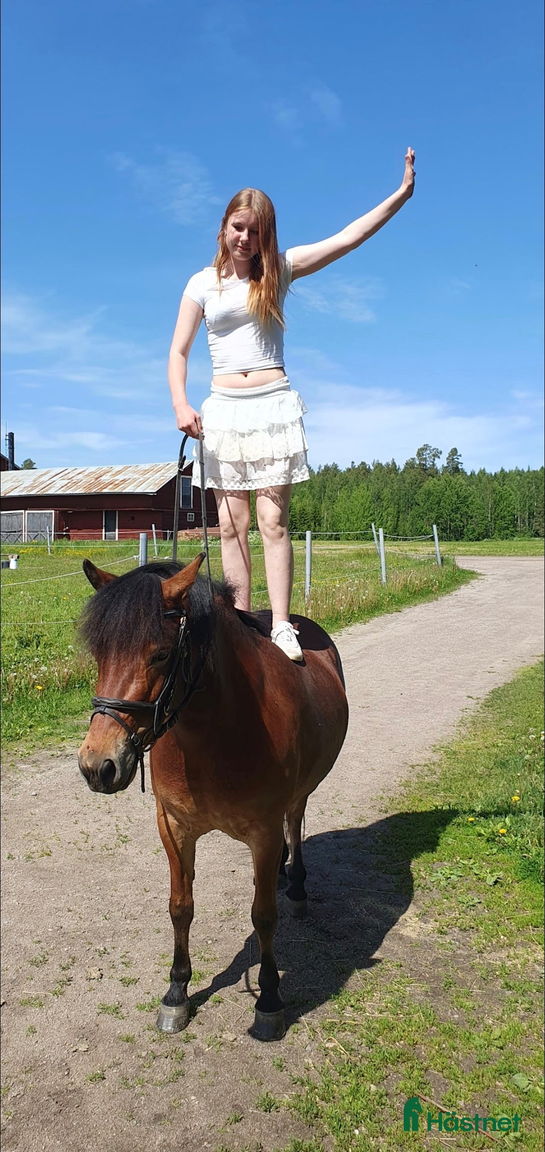  medryttarhäst sökes: Söker medryttar ponny/häst. i Bollnäs - Annons 1