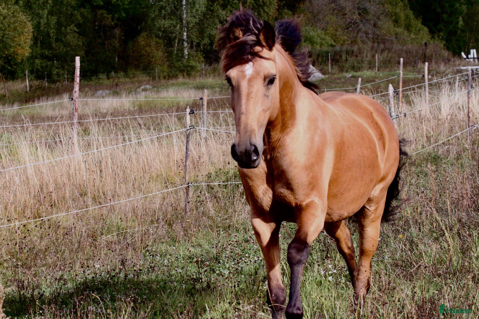  hästar Vacker lusitano ponny  - Annons 6