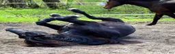  stallplats finnes: Lösdrift-valackflock - Annons 8