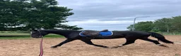 Allround hästar till salu: For sale Latvian Warmblood gelding  i Märsta - Annons 4