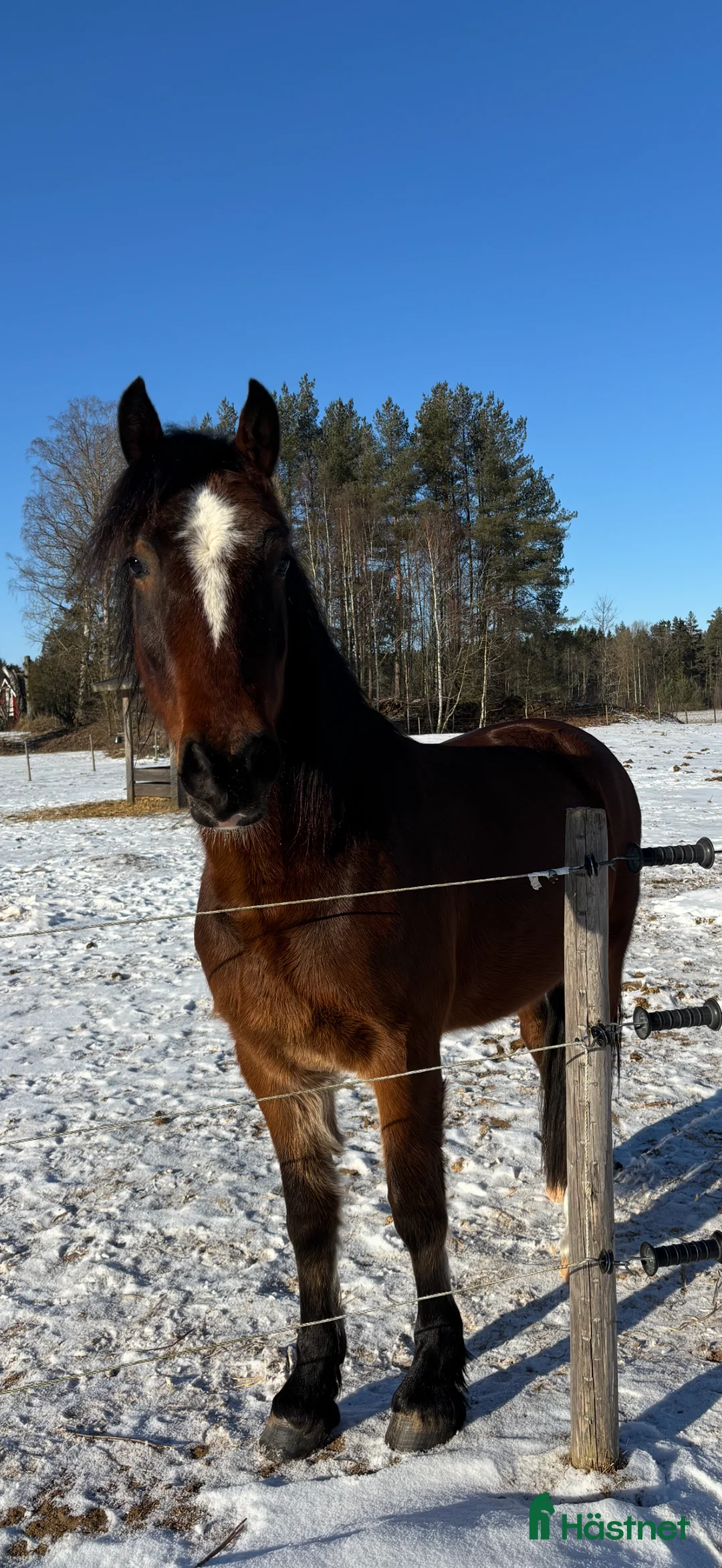 Allround hästar till salu: Welsh cob kille söker nytt hem.  i Skara - Annons 3