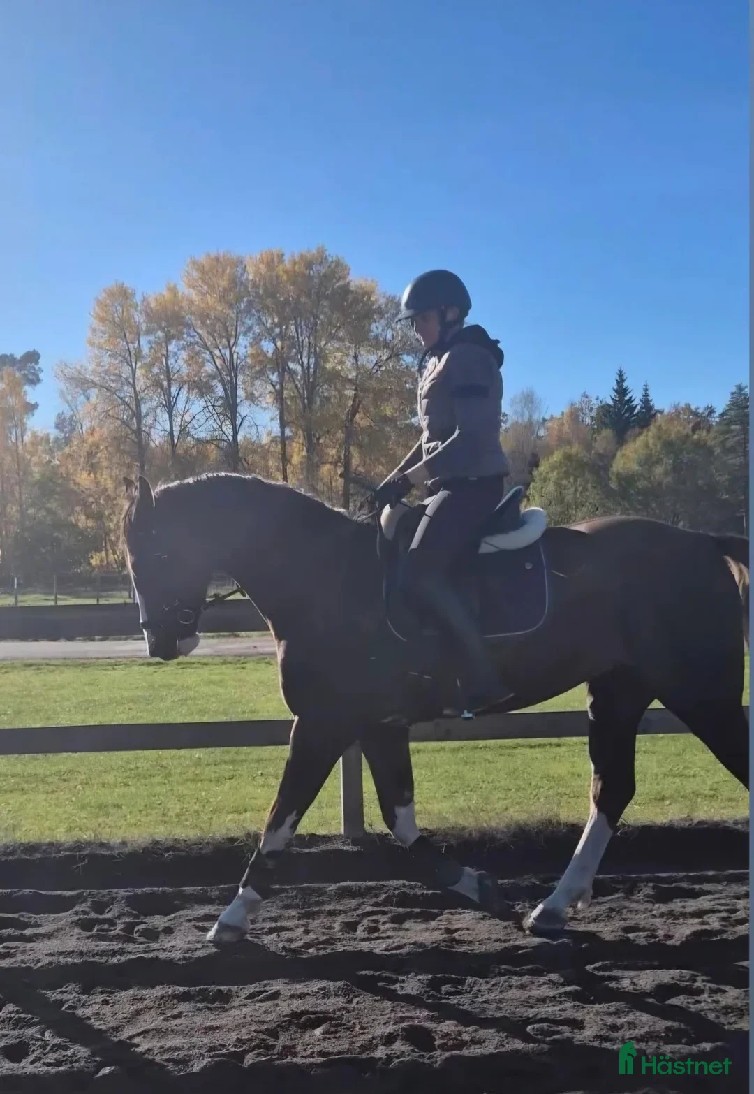 Allround hästar till salu: Snygg schysst valack i Fagerhult - Annons 3