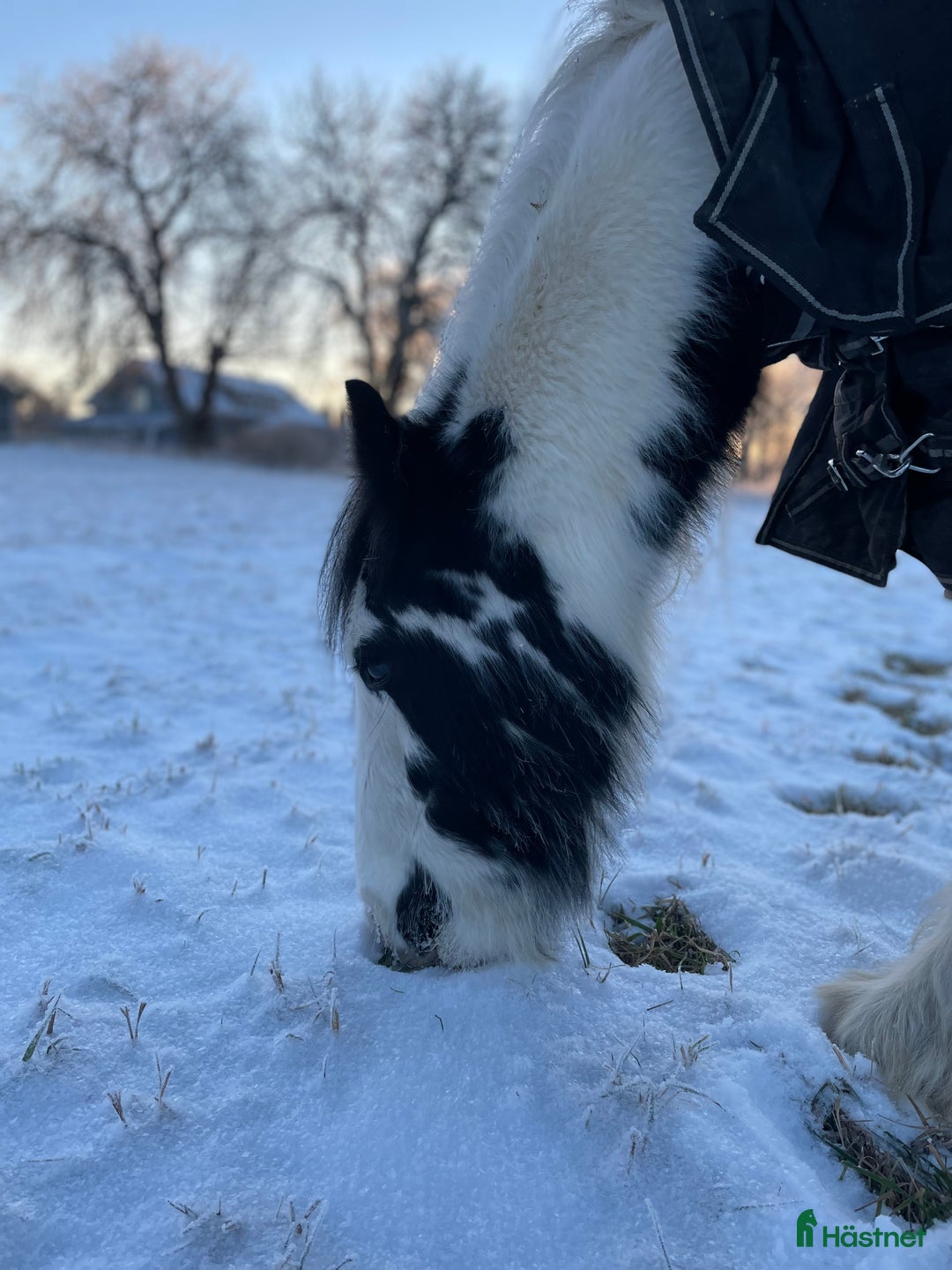 Allround hästar till salu: Fodervärd sökes  i Myresjö - Annons 11