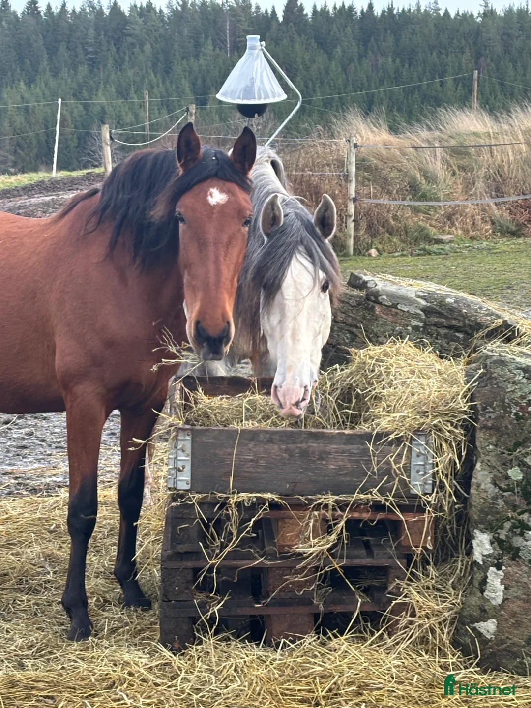 Allround hästar till salu: Underbar häst PRE  i Bredared - Annons 3