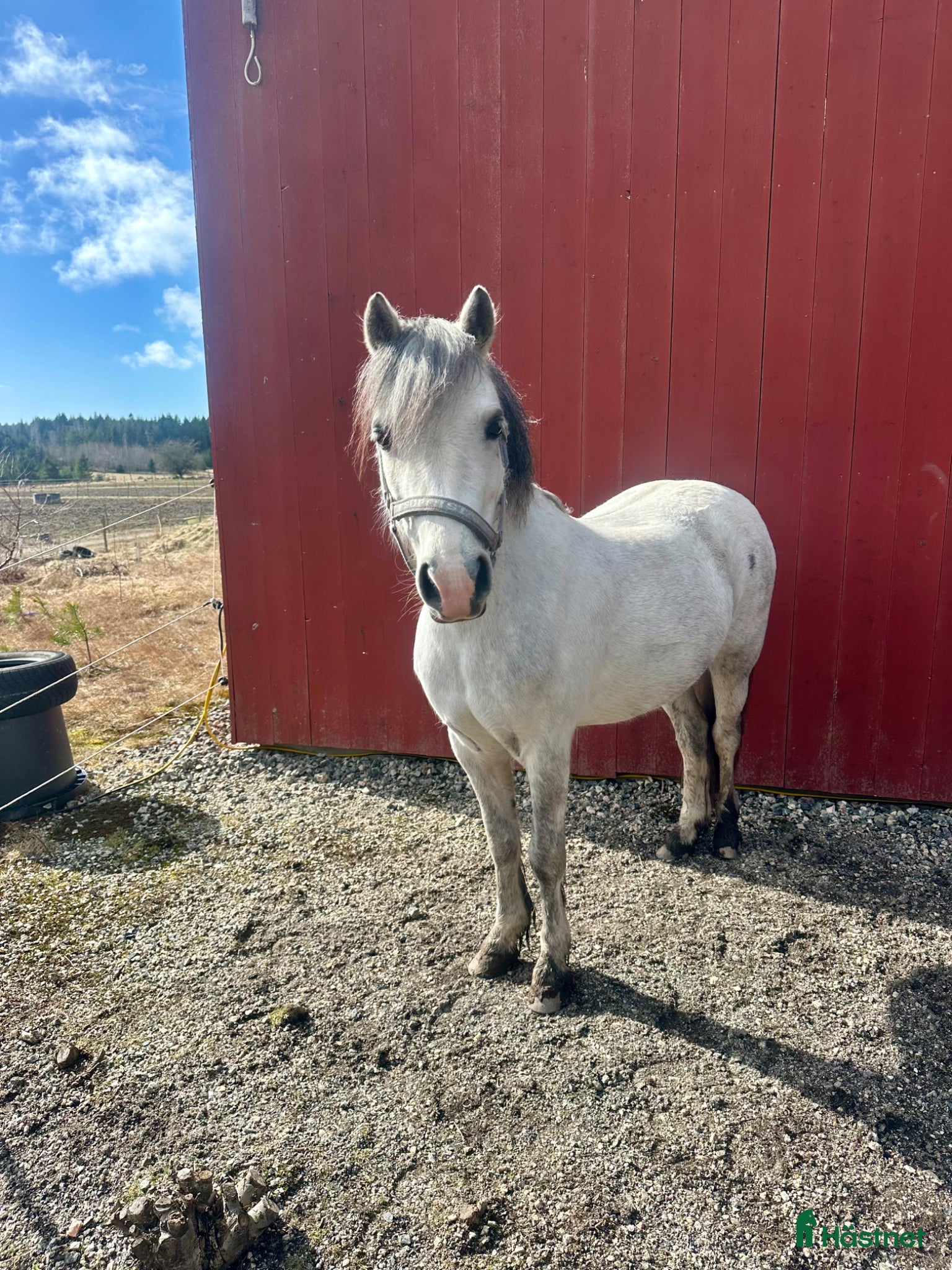  hästar Söt ponny med potential - Annons 17