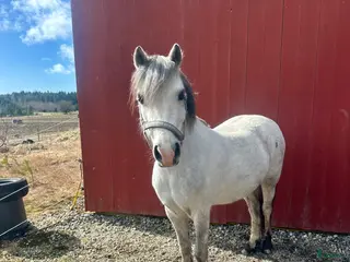 hästar Söt ponny med potential - Annons 17