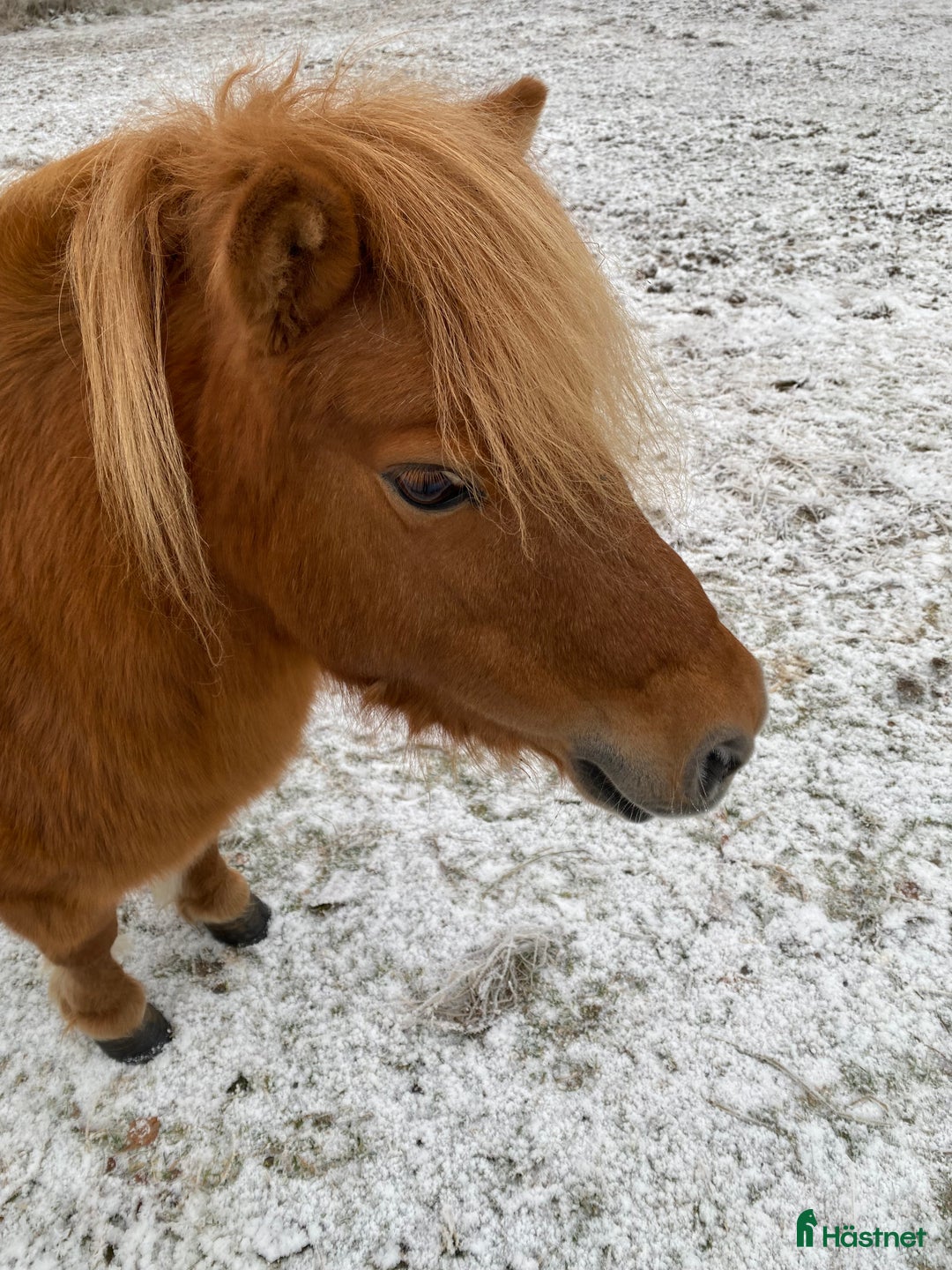 Western hästar till salu: shetlandsponny i Ramsele - Annons 4
