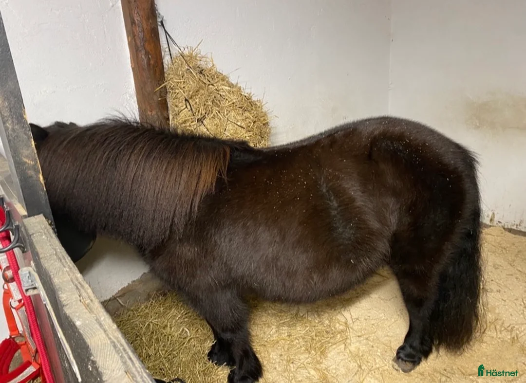 Allround hästar till salu: Kanonponny söker nytt hem ♥️ - Annons 6