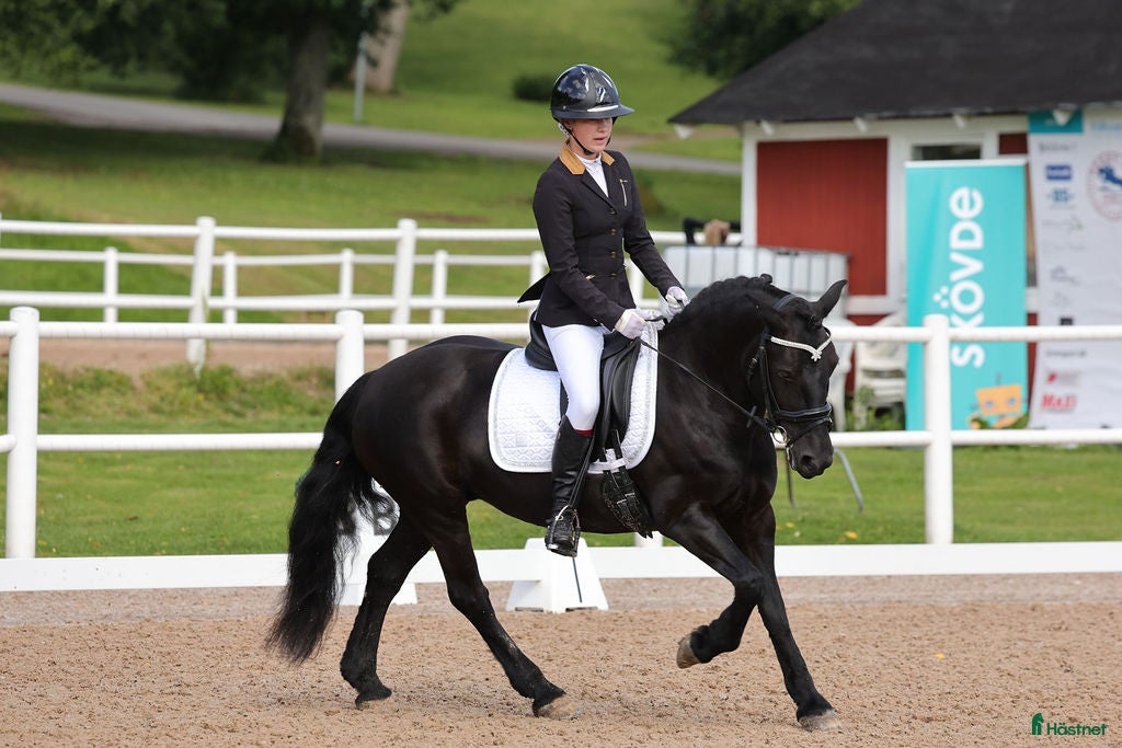  hästar Läromästare i Stenhamra - Annons 5