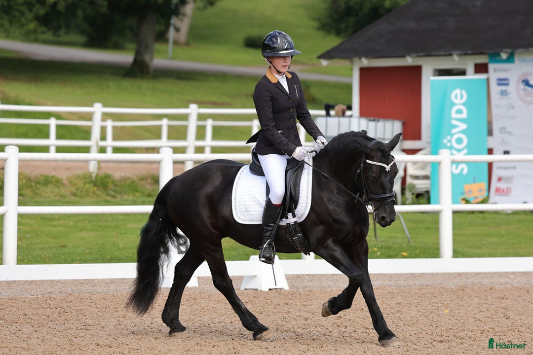 Fälttävlan hästar till salu: Läromästare i Stenhamra - Annons 1