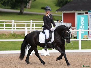 hästar Läromästare i Stenhamra - Annons 19