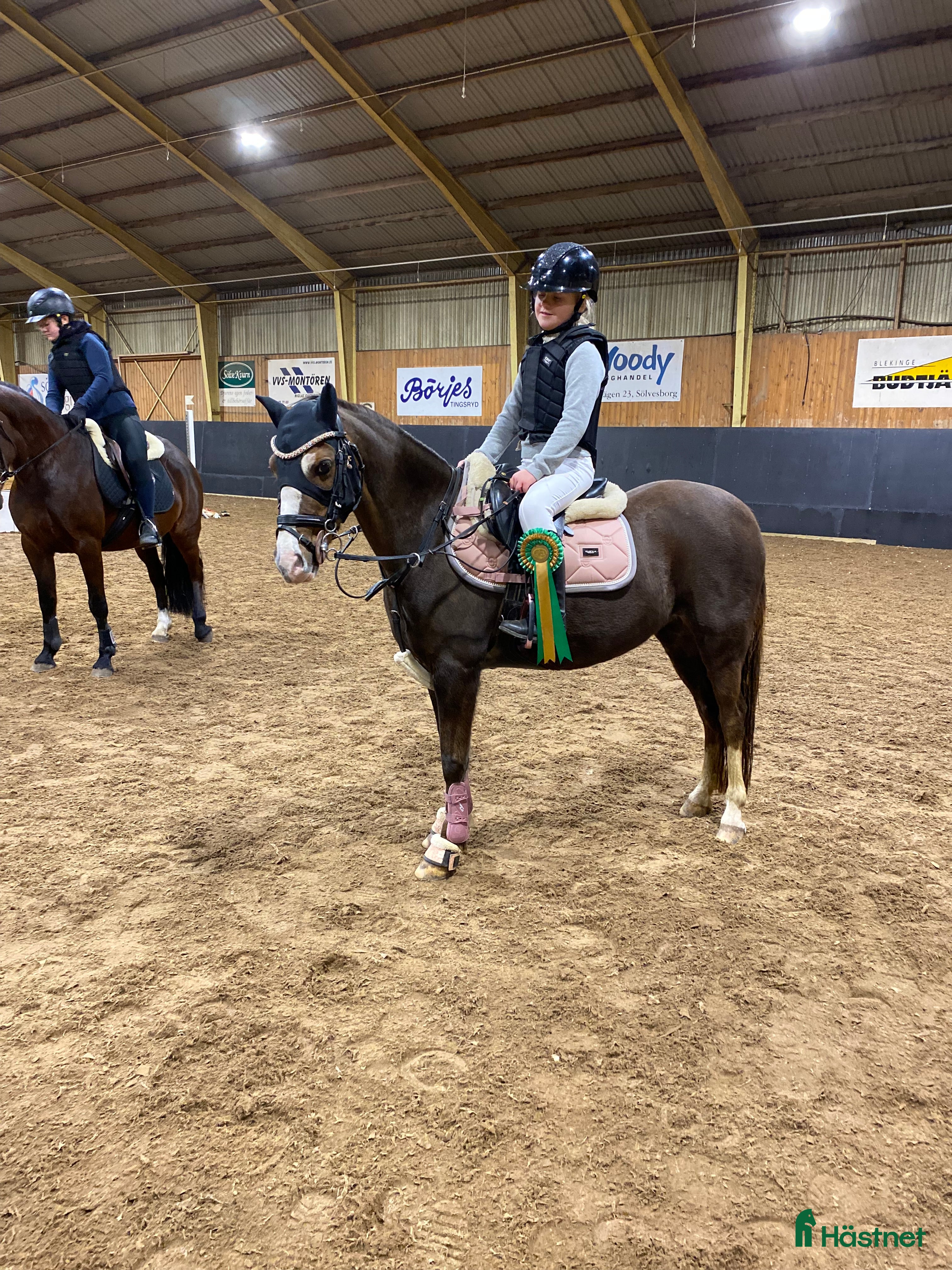  hästar B-ponny med potential! i Sölvesborg - Annons 15